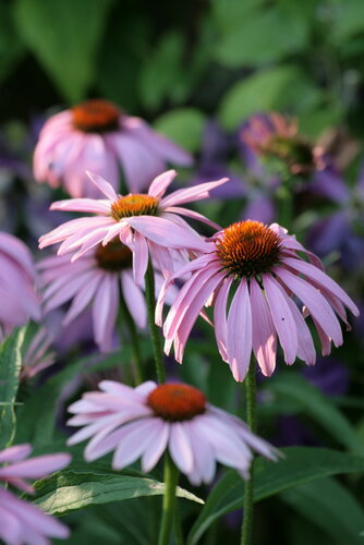 Blüten