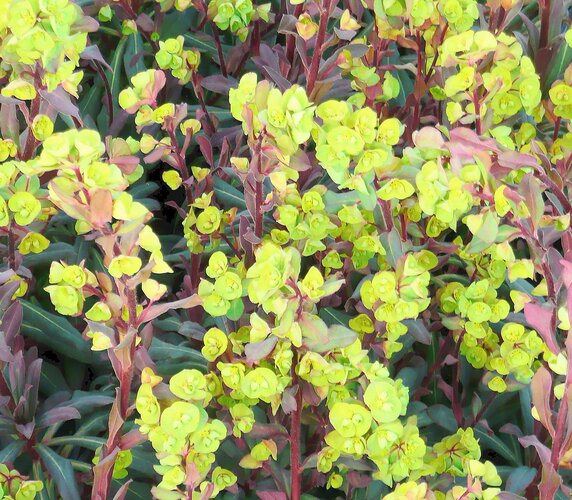 Hellgrüne Blumen HEV_127962_123882.jpg