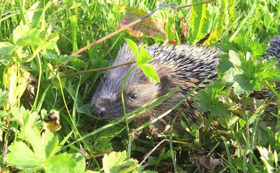Ein junger Igel sitzt im hohen Gras in einem Garten.