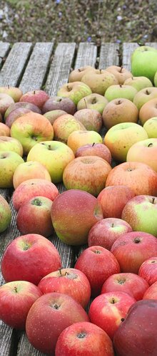 Viele Äpfel HEV_90253_89665.jpg