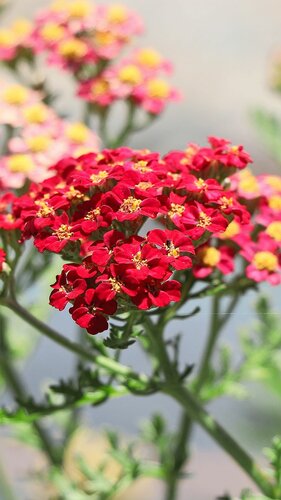 HEV_181446_177063.jpg