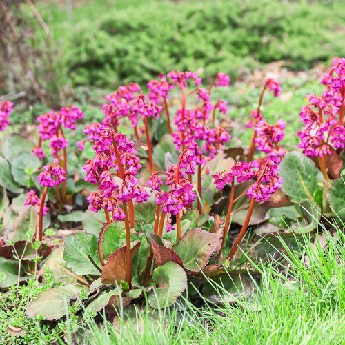 Pinke Blüten HEV_257935_255679.jpg