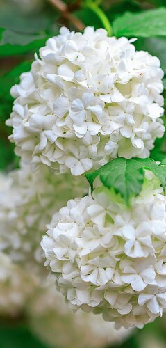 HEV_140651_140646.jpg