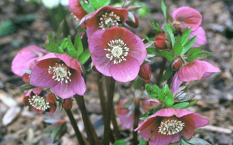 Violette Blumen HEV_127962_123885.jpg