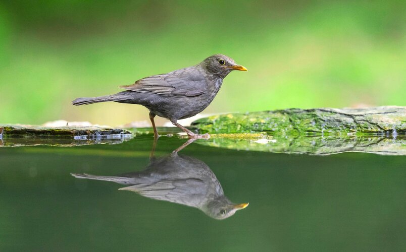 Amsel am Wesser HEV_172587_169168.jpg