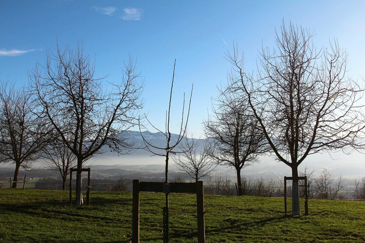 Bäume auf einem Feld im Winter. HEV_90253_89655.jpg