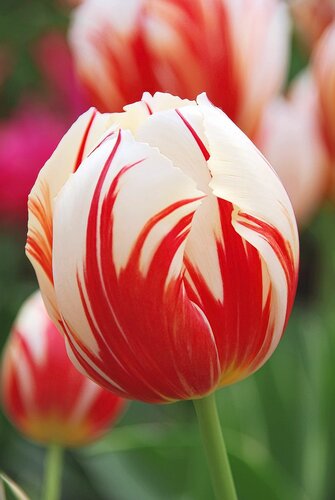 Rot-weisse Tulpe HEV_127964_122686.jpg