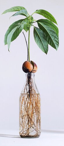 Pflanze mit Wurzeln und einem Kern in einer Vase, durchsichtig. HEV_49168_45169.jpg