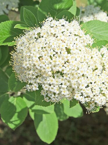 HEV_140651_140650.jpg