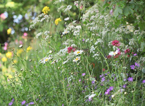 Blumenwiese