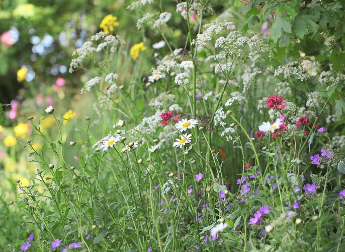 Blumenwiese