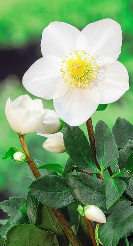 HEV_34276_34275.jpg
