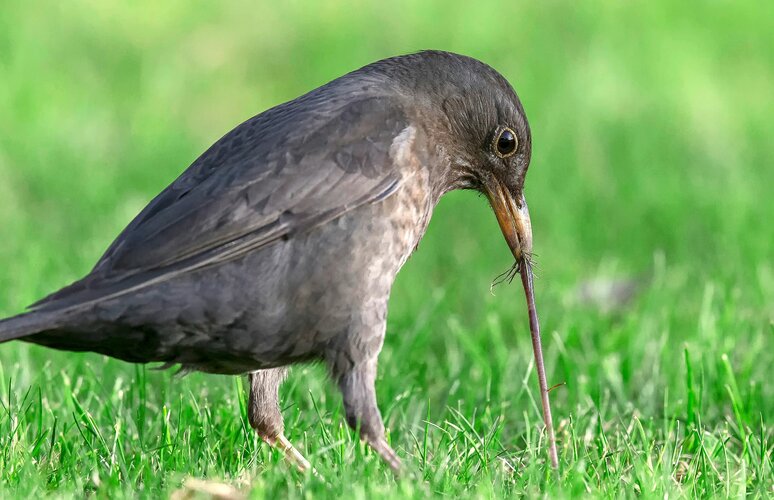 Amsel isst einen Wurm HEV_172587_169169.jpg
