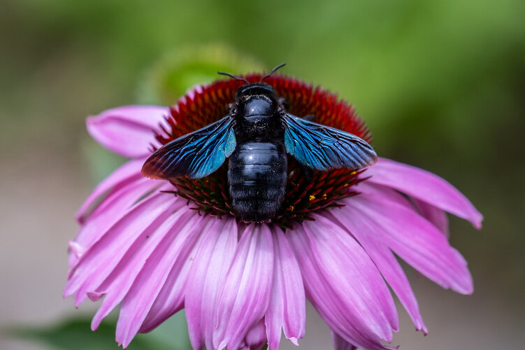 Biene auf einer Blüte.