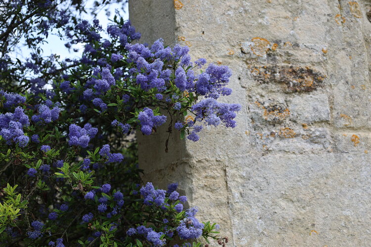 Violette Blumen vor einer Mauer