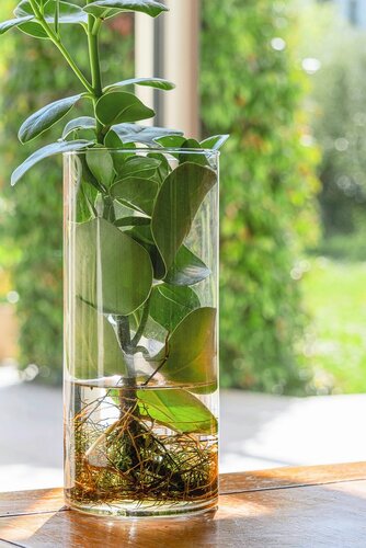 Pflanze mit Wurzeln in einer Vase, durchsichtig. HEV_49168_45170.jpg