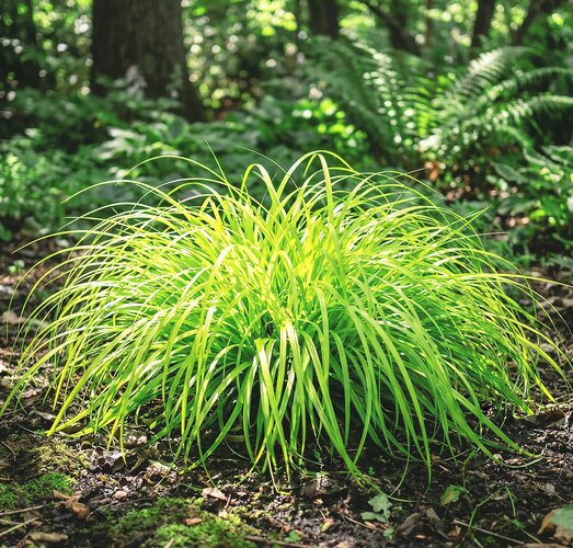 Grüner Strauch HEV_127962_123881.jpg