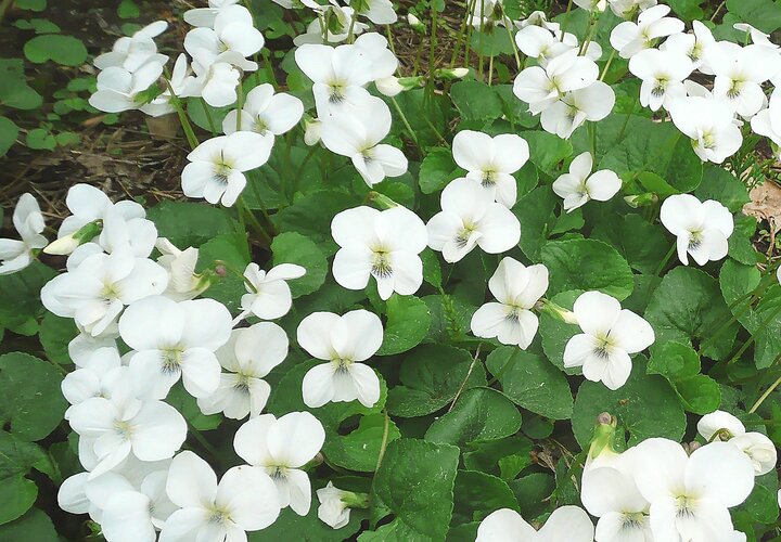 Weisse Blumen HEV_127962_123884.jpg