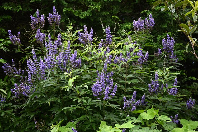 Blüten