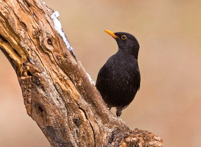 Amsel auf einem Ast HEV_172587_169170.jpg