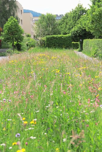 Wildblumenwiese im Siedlungsraum