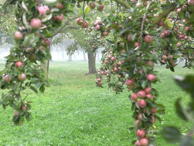 Äste mit Äpfeln. HEV_90253_89644.jpg