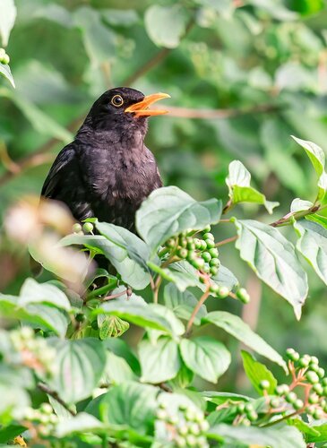 Amsel in der Baumkrone HEV_172587_169171.jpg