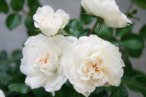 HEV_181446_177051.jpg