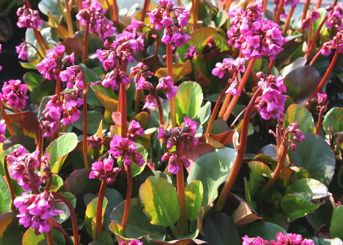 Violette Blumen HEV_127962_123880.jpg